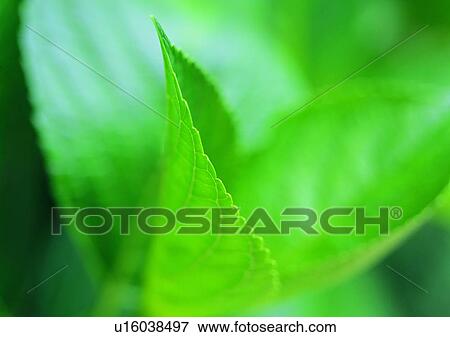 leaf, background, plant View Large Photo Image Stock Photo - leaf, background, plant. Fotosearch