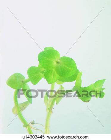 leaf, background, plant View Large Photo Image Stock Photography - leaf, background, plant. Fotosearch