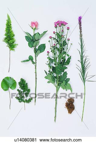Stock Image - leaf, plant, background, rose. Fotosearch