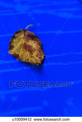 Stock Image - leaf, plant, background. Fotosearch