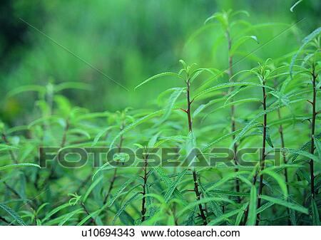 Stock Image - leaf, plant, background. Fotosearch