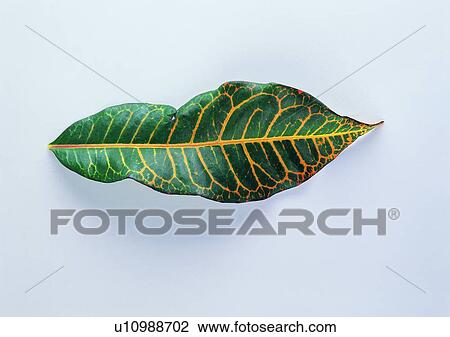 leaf, plant, background View Large Photo Image Stock Image - leaf, plant, background. Fotosearch