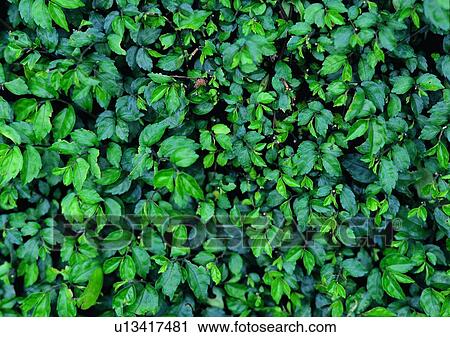 leaf, plant, background View Large Photo Image Stock Image - leaf, plant, background. Fotosearch