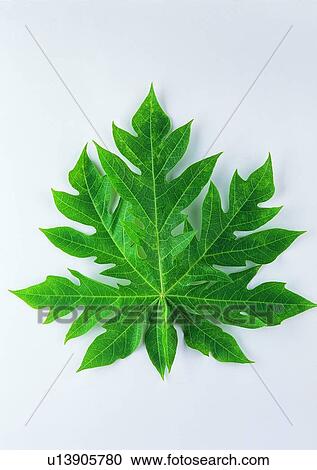 Stock Image - leaf, plant, background. Fotosearch