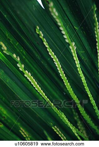leaf, plant, background View Large Photo Image Stock Photo - leaf, plant, background. Fotosearch