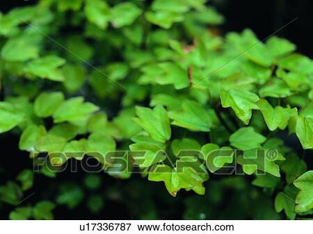Stock Photo - leaf, plant, background. Fotosearch