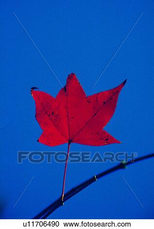 leaf, red, background, plant View Large Photo Image Stock Image - leaf, red, background, plant. Fotosearch