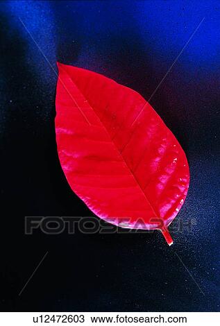 leaf, red, background, plant View Large Photo Image Stock Image - leaf, red, background, plant. Fotosearch