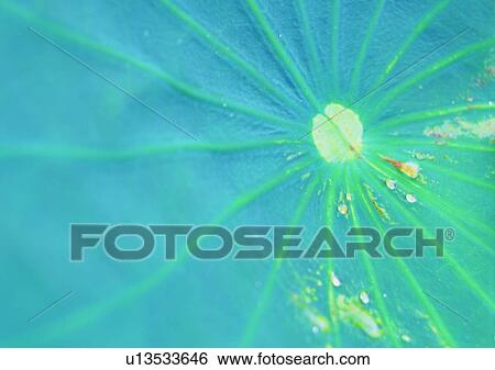 Stock Photograph - leaf, water drop, background, plant. Fotosearch