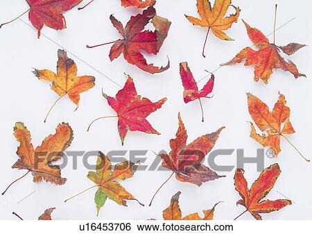 maple leaf, dried-up, leaf, background, plant View Large Photo Image Stock Photograph - maple leaf, dried-up, leaf, background, plant. Fotosearch
