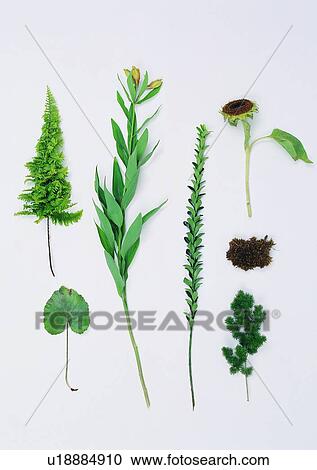 Stock Image - plant, background, flower, leaf. Fotosearch