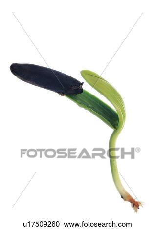 Stock Image - plant, background, leaf, fruit. Fotosearch