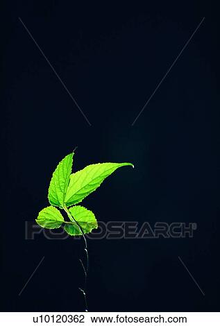 plant, background, leaf View Large Photo Image Stock Image - plant, background, leaf. Fotosearch