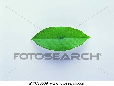 Stock Photo - plant, background, leaf. Fotosearch