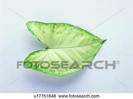 Stock Photo - plant, background, leaf. Fotosearch