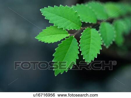 plant, background, leaf View Large Photo Image Stock Photograph - plant, background, leaf. Fotosearch