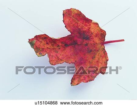 Stock Photo - plant, background, maple leaf, leaf, dried-up. Fotosearch