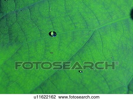Stock Image - plant, background, water drop, leaf. Fotosearch