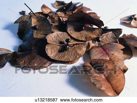 plant, dried-up, leaf, background View Large Photo Image Stock Photo - plant, dried-up, leaf, background. Fotosearch
