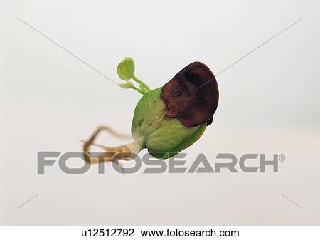 Stock Image - plant, fruit, background, leaf. Fotosearch