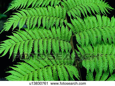 Stock Image - plant, leaf, background, bracken. Fotosearch
