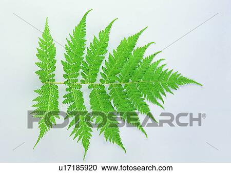Stock Image - plant, leaf, background, bracken. Fotosearch