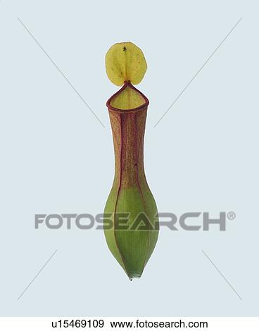 Stock Photo - plant, leaf, background, common nepethes. Fotosearch