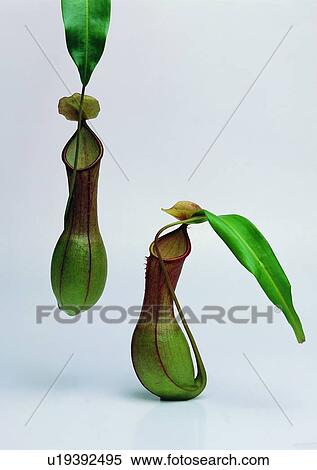 Stock Photography - plant, leaf, background, common nepethes. Fotosearch