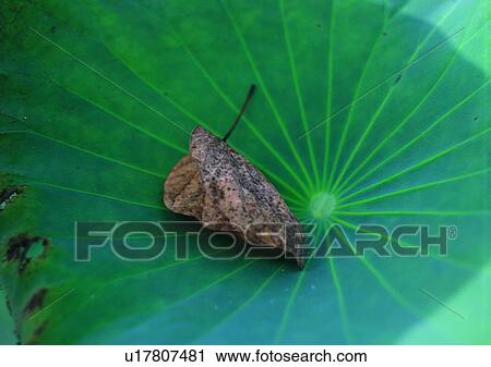 Stock Image - plant, leaf, background, dried-up. Fotosearch