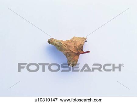 plant, leaf, background, dried-up View Large Photo Image Stock Photo - plant, leaf, background, dried-up. Fotosearch