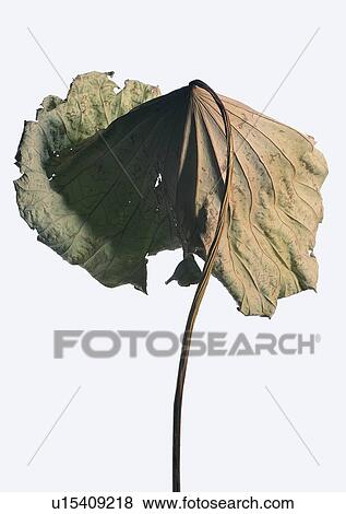 plant, leaf, background, dried-up View Large Photo Image Stock Photo - plant, leaf, background, dried-up. Fotosearch