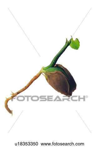 Stock Image - plant, leaf, background, fruit. Fotosearch
