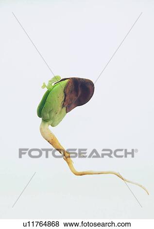 plant, leaf, background, fruit View Large Photo Image Stock Photo - plant, leaf, background, fruit. Fotosearch