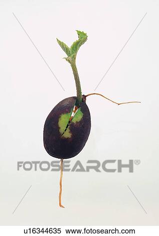 Stock Photography - plant, leaf, background, fruit. Fotosearch