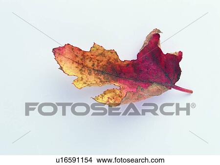 Picture - plant, leaf, background, maple leaf, dried-up. Fotosearch