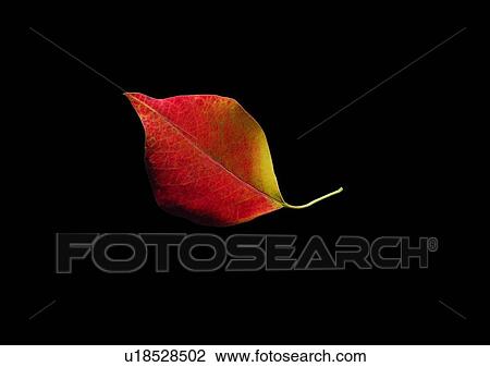 plant, leaf, background, red View Large Photo Image Stock Image - plant, leaf, background, red. Fotosearch