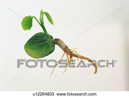 plant, leaf, background, root View Large Photo Image Stock Image - plant, leaf, background, root. Fotosearch