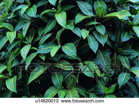 plant, leaf, background View Large Photo Image Stock Image - plant, leaf, background. Fotosearch