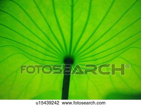 plant, leaf, background View Large Photo Image Stock Image - plant, leaf, background. Fotosearch