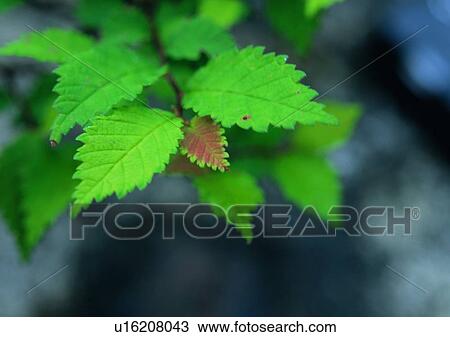 plant, leaf, background View Large Photo Image Stock Image - plant, leaf, background. Fotosearch
