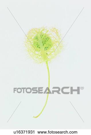 plant, leaf, background View Large Photo Image Stock Image - plant, leaf, background. Fotosearch
