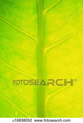 plant, leaf, background View Large Photo Image Stock Image - plant, leaf, background. Fotosearch