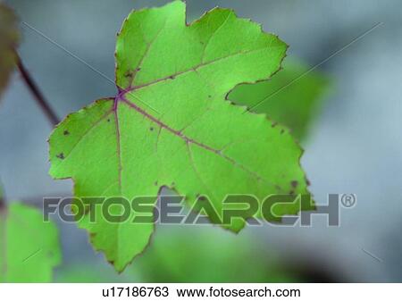 plant, leaf, background View Large Photo Image Stock Image - plant, leaf, background. Fotosearch