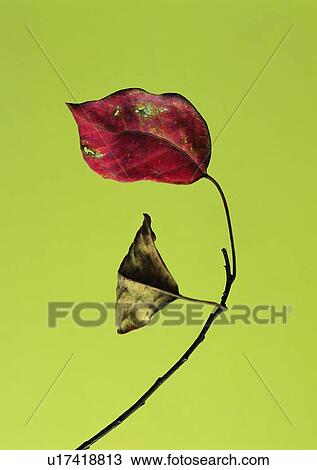 plant, leaf, background View Large Photo Image Stock Image - plant, leaf, background. Fotosearch