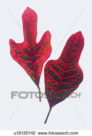 plant, leaf, background View Large Photo Image Stock Image - plant, leaf, background. Fotosearch