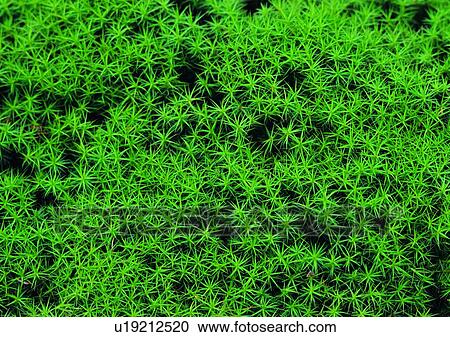 plant, leaf, background View Large Photo Image Stock Image - plant, leaf, background. Fotosearch
