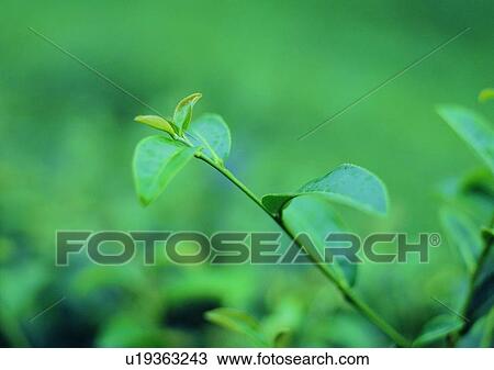 Stock Image - plant, leaf, background. Fotosearch