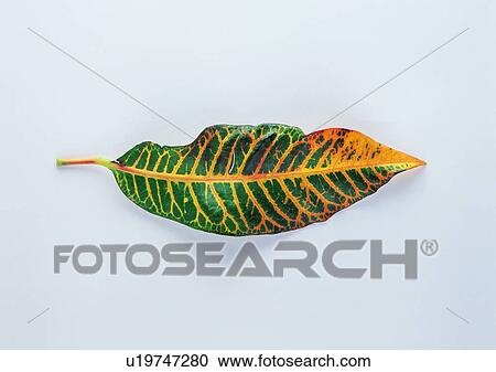 plant, leaf, background View Large Photo Image Stock Image - plant, leaf, background. Fotosearch