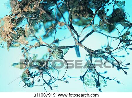 plant, leaf, background View Large Photo Image Stock Photo - plant, leaf, background. Fotosearch
