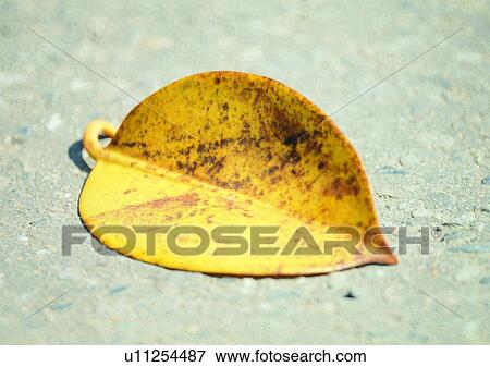 plant, leaf, background View Large Photo Image Stock Photo - plant, leaf, background. Fotosearch